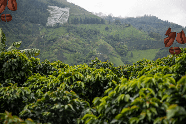 A Magia do Café Arábica Sabores e Aroma